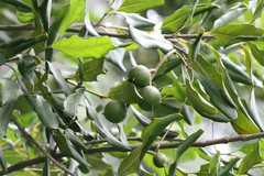 Macadamia ternifolia